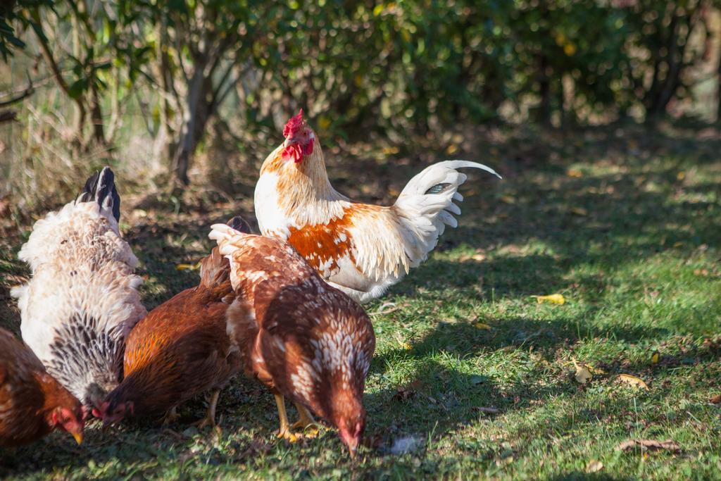 Gorosarri Daire Escoriaza Dış mekan fotoğraf